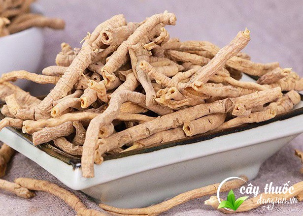 Bài thuốc cải thiện chứng mất ngủ từ rễ cây viễn chí